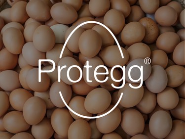 Protegg white